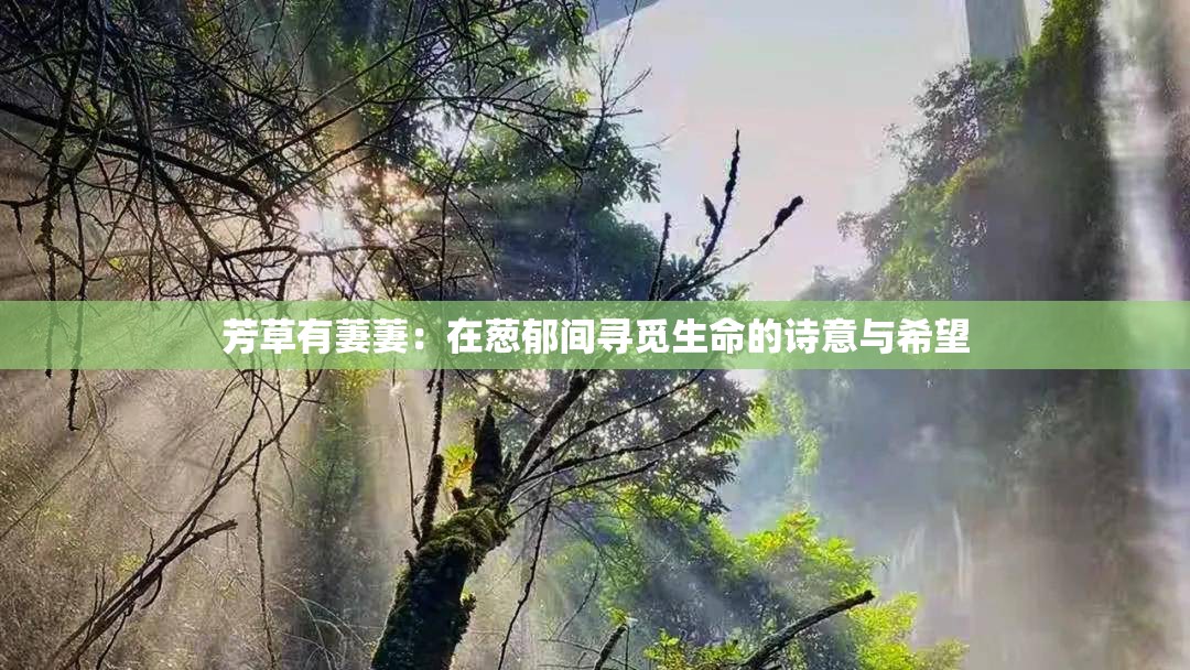 芳草有萋萋：在葱郁间寻觅生命的诗意与希望