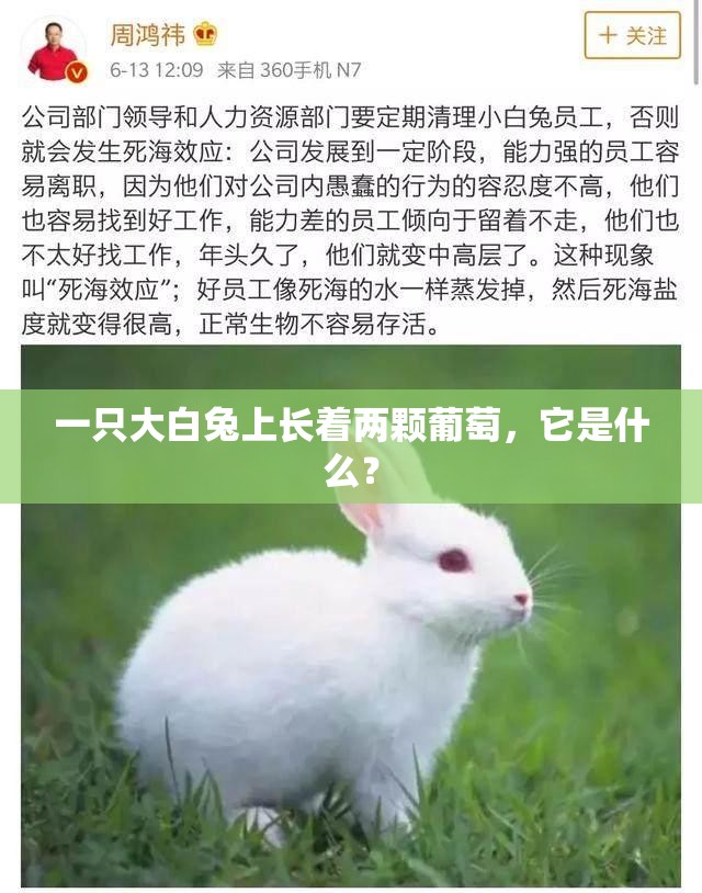 一只大白兔上长着两颗葡萄，它是什么？