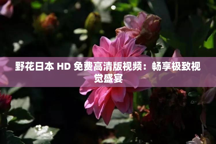 野花日本 HD 免费高清版视频：畅享极致视觉盛宴